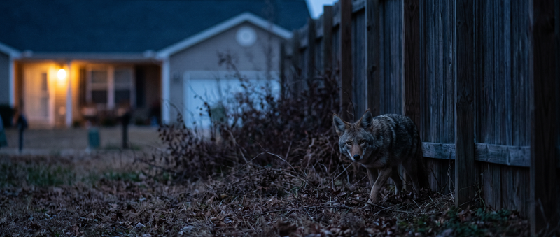 Wild Animal Near Home